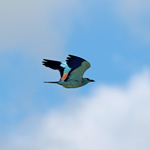 Scharrelaar - European roller